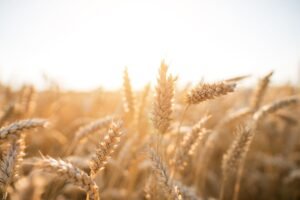 Pasėlių draudimas – kokia tvarka bus taikoma už 2026 m padarytą žalą?