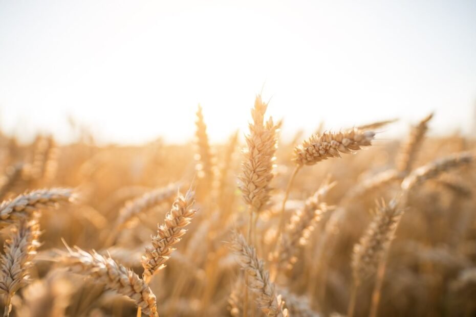 Pasėlių draudimas – kokia tvarka bus taikoma už 2026 m padarytą žalą?