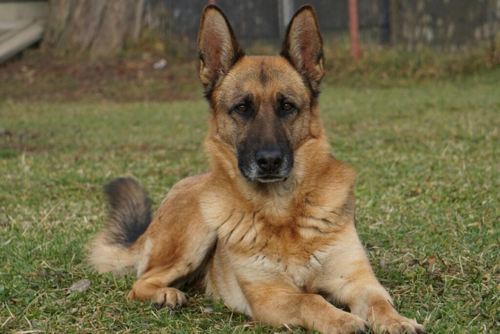 Sarginiai šunys privačiam namui ir sodybai