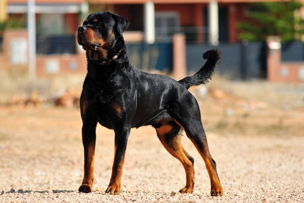 Sarginiai šunys privačiam namui ir sodybai