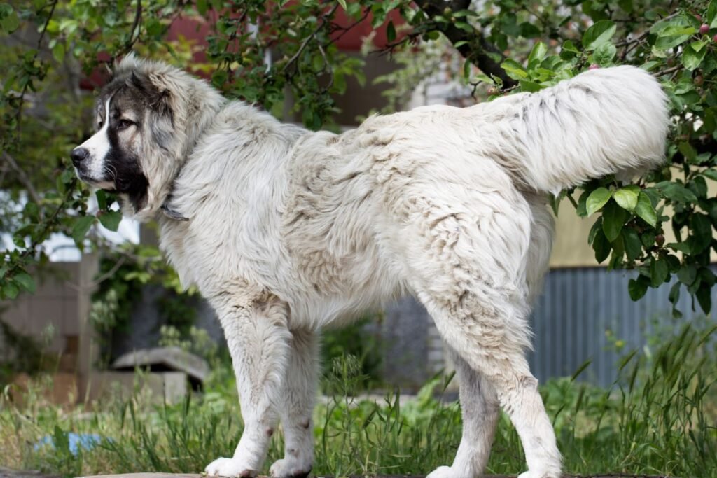 Sarginiai šunys didelėms teritorijoms ir pramoninėms zonoms