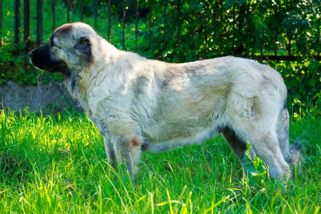 Sarginiai šunys didelėms teritorijoms ir pramoninėms zonoms