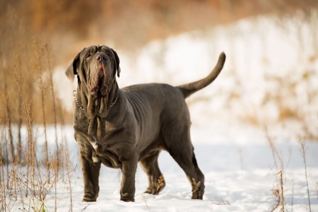 Sarginiai šunys didelėms teritorijoms ir pramoninėms zonoms