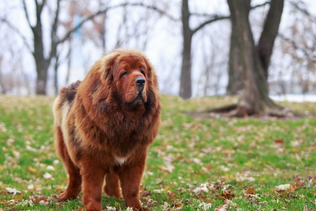 Sarginiai šunys didelėms teritorijoms ir pramoninėms zonoms