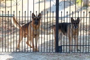 Sarginiai šunys: veislės turto ir teritorijos apsaugai. Kaip pasirinkti patikimą sargą?