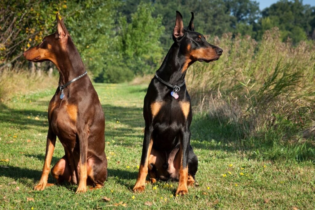 Kas yra sarginiai šunys ir kuo jie skiriasi nuo kitų veislių?