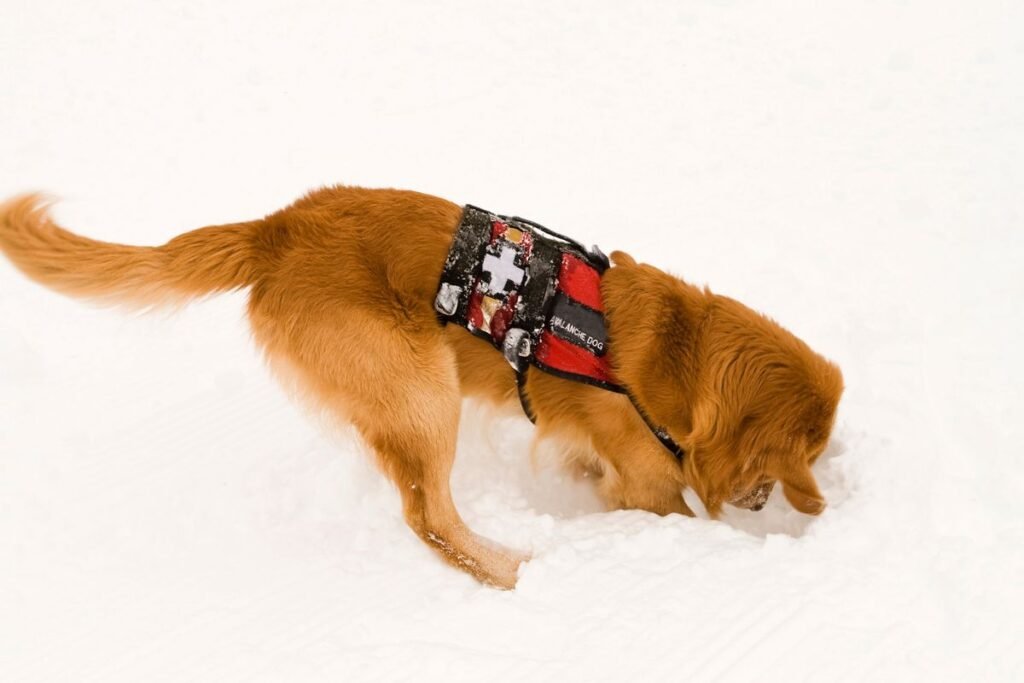 Tarnybiniai šunys – gelbėjimo operacijų herojai