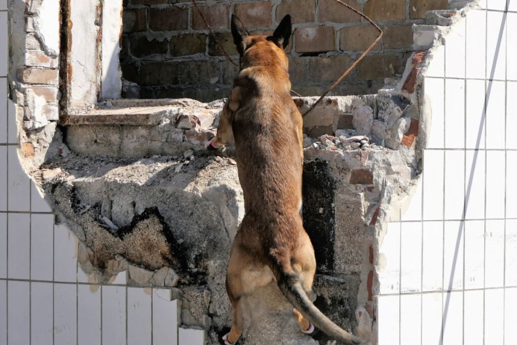 Tarnybiniai šunys: atranka ir reikalavimai