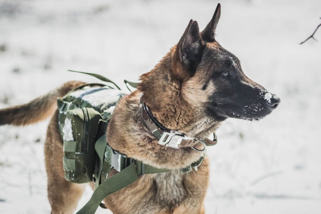 Tarnybiniai šunys: veislės policijos ir specialiosiose tarnybose