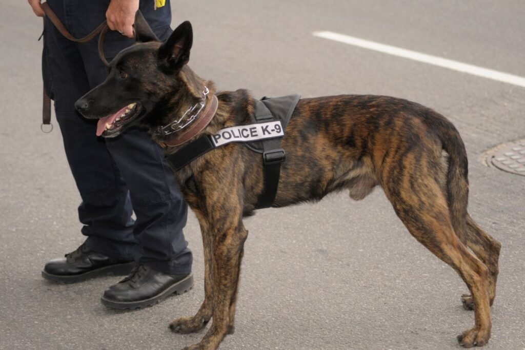 Tarnybiniai šunys: veislės policijos ir specialiosiose tarnybose