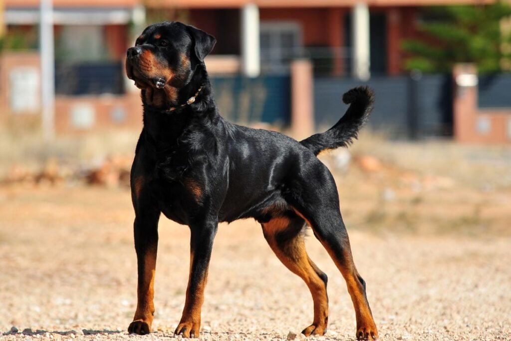 Tarnybiniai šunys: veislės policijos ir specialiosiose tarnybose