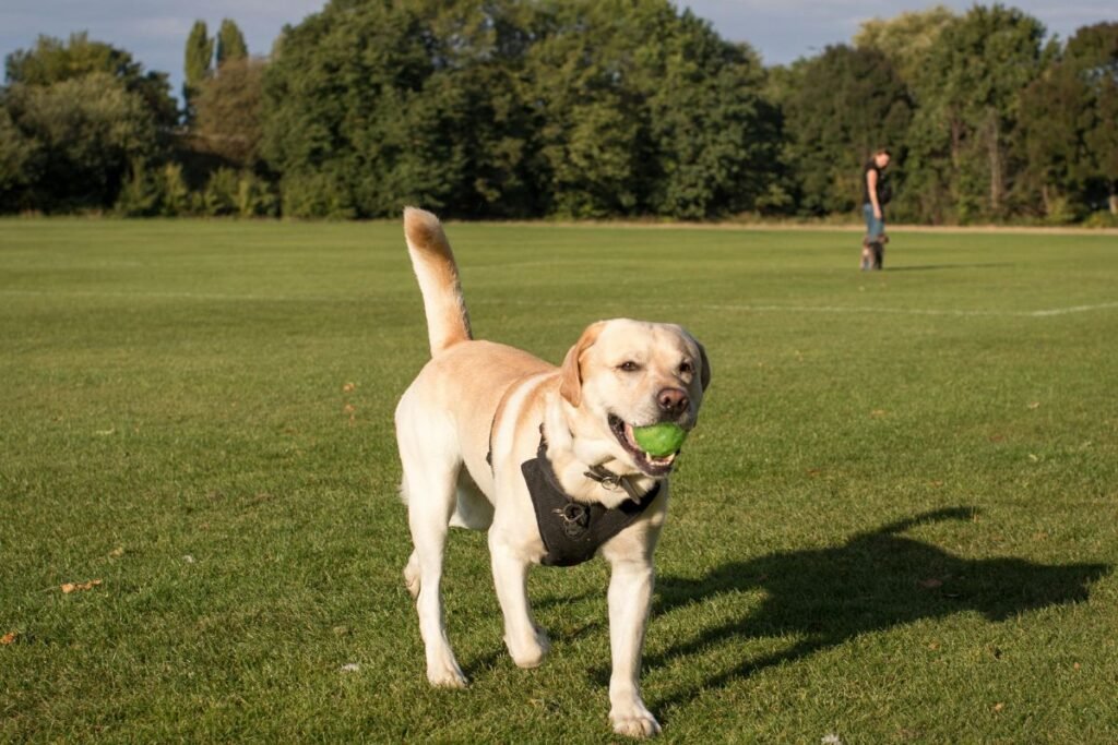 Tarnybniai šunys: muitinės ir pasieniečių uoslės specialistai