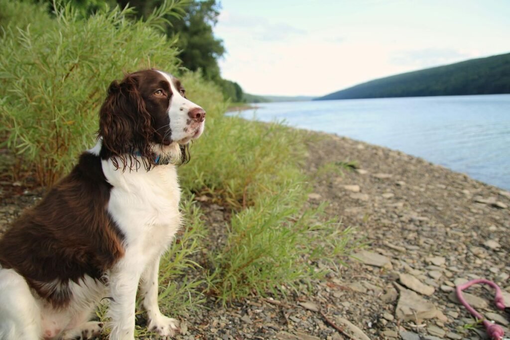 Tarnybniai šunys: muitinės ir pasieniečių uoslės specialistai