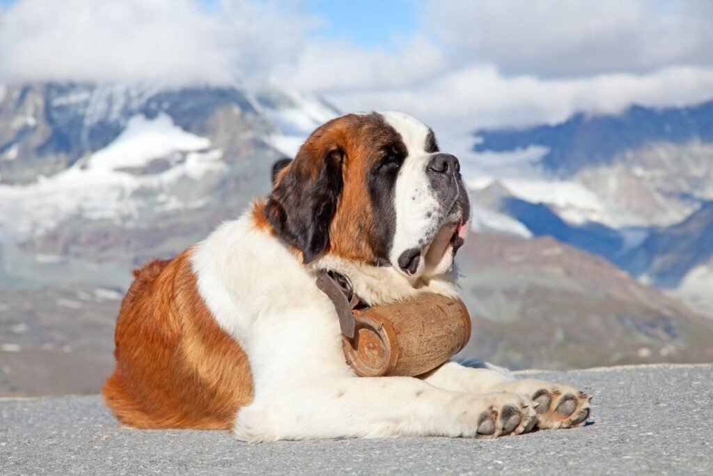 Tarnybiniai šunys – gelbėjimo operacijų herojai