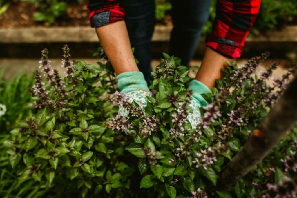 Vaistažolių auginimas