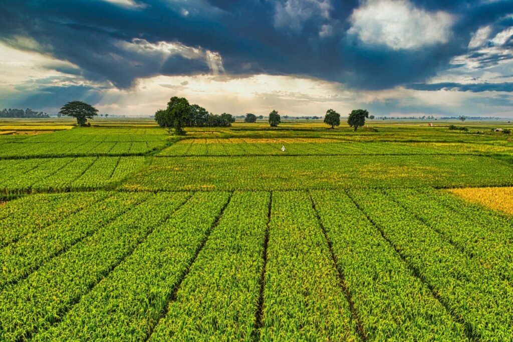 Kas iš tiesų yra VED ir kodėl jis vadinamas ūkio „vizitine kortele“?