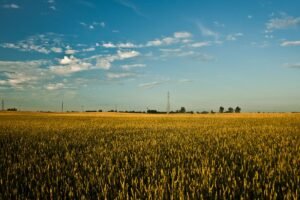 Paskelbtas 2025 metų žemės ūkio valdų VED: kodėl verta patikrinti ir iki kada galima patikslinti?