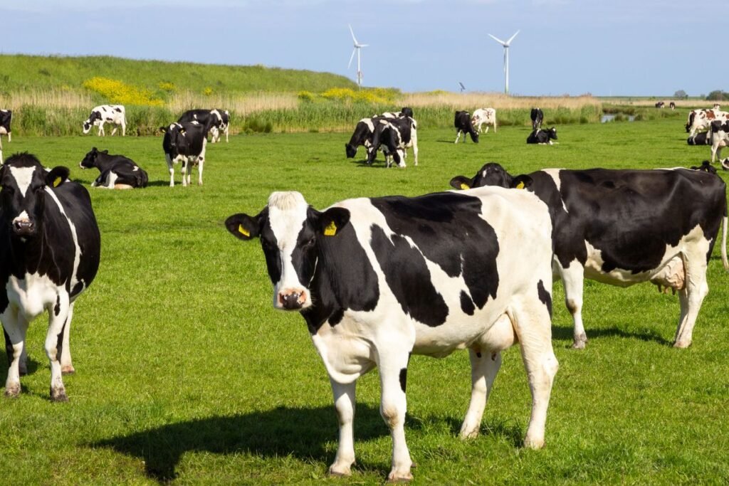 Kodėl VED gali skirtis nuo to, ko tikėjotės?