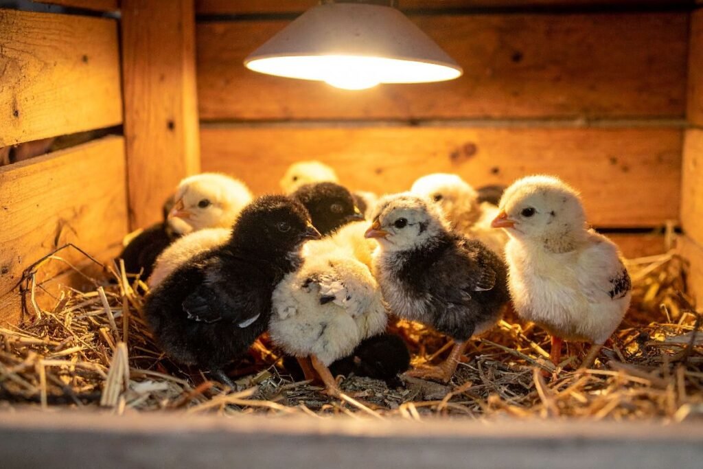 Viščiukų šildymas