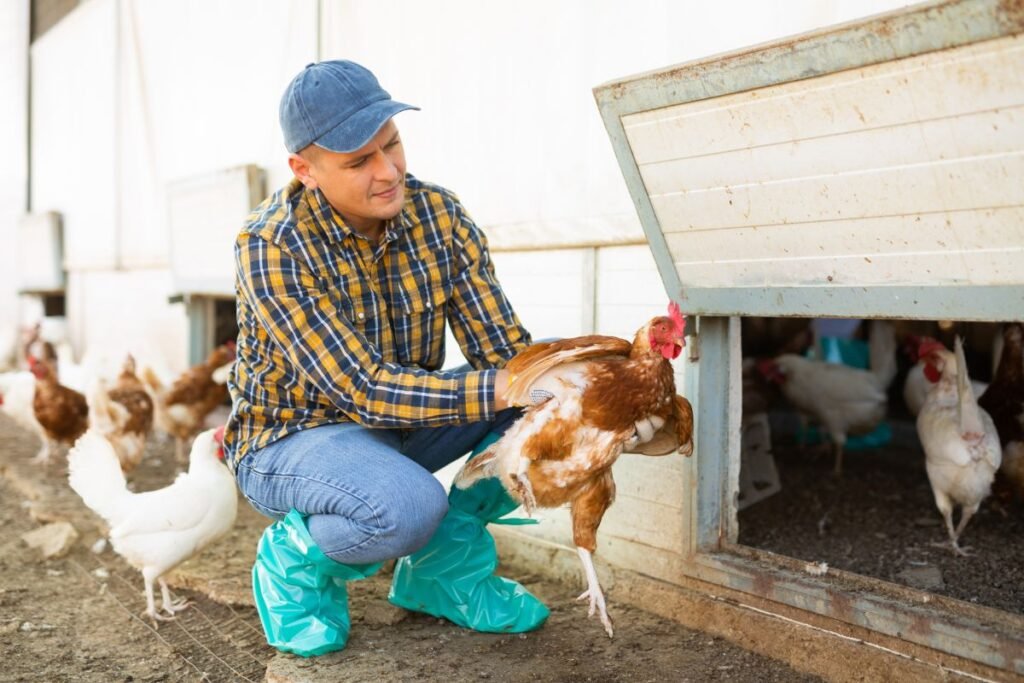 Dedeklių vištų auginimas ir priežiūra