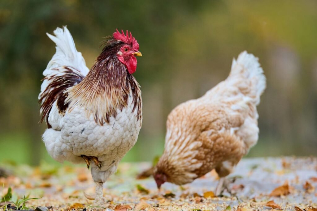 Dedeklių vištų auginimas ir priežiūra