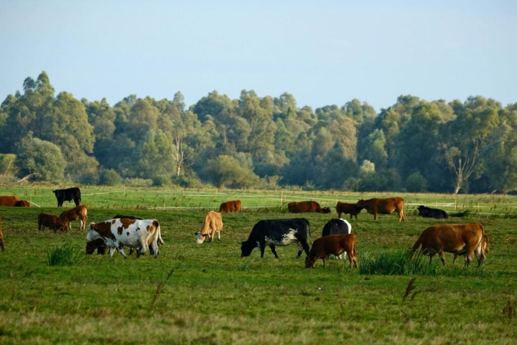 Ganyklų atnaujinimas