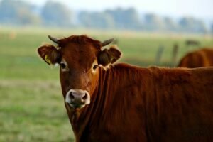 Išmokos už gyvulių ganymą 2026