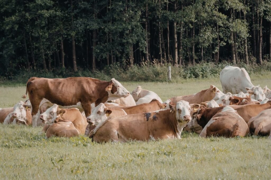 Išmokos už gyvulių ganymą 2026 m.