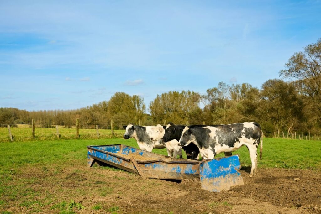 Išmokos už gyvulių ganymą 2026 m.