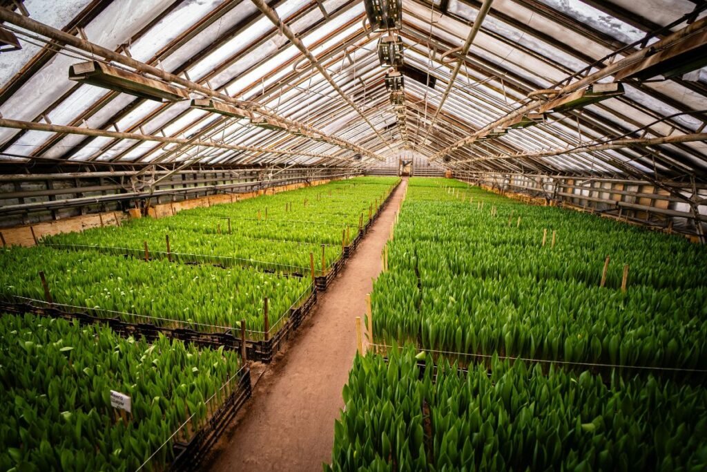 Tulpių auginimas šiltnamiuose