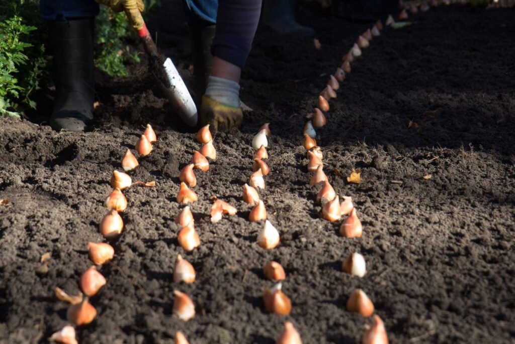 Tulpių auginimas ir sodinimas