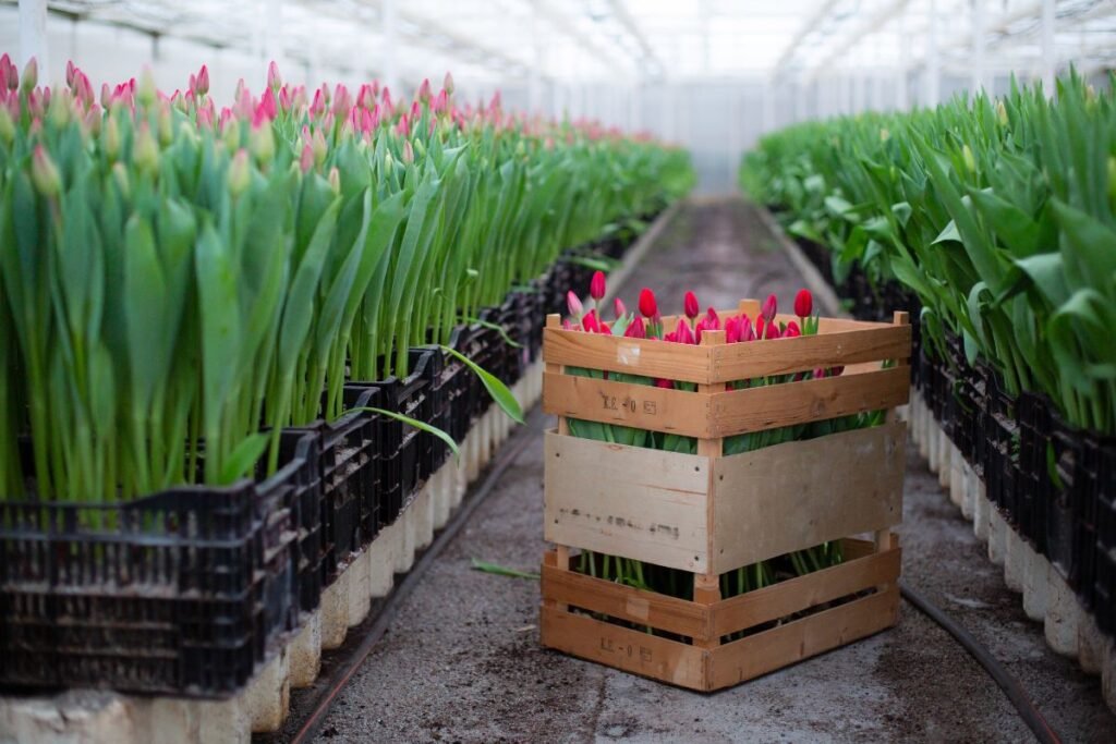 Tulpių auginimas ir derlius