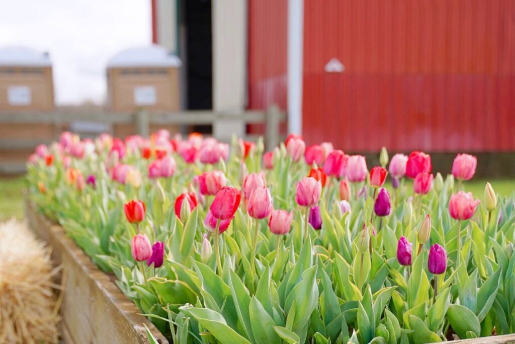Tulpių auginimas galimybės