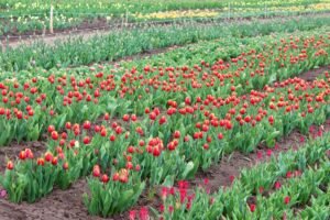 Tulpių auginimas