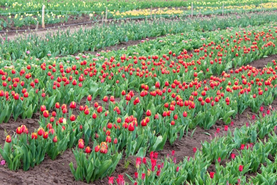 Tulpių auginimas