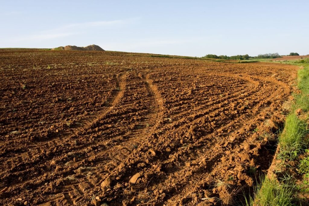 Dirbamos žemės nuomos kainos auga iš paskos pardavimams