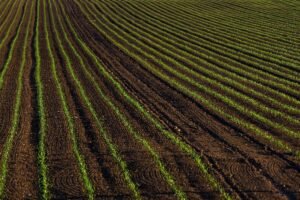 Dirbamos žemės kaina 2026 metais: rinkos apžvalga ir regioniniai skirtumai