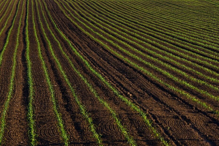 Dirbamos žemės kaina 2026 metais: rinkos apžvalga ir regioniniai skirtumai