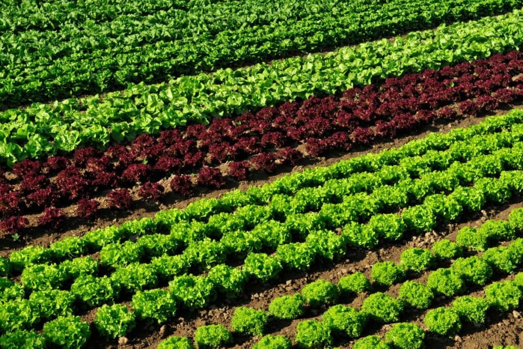 Išmokos už daržoves