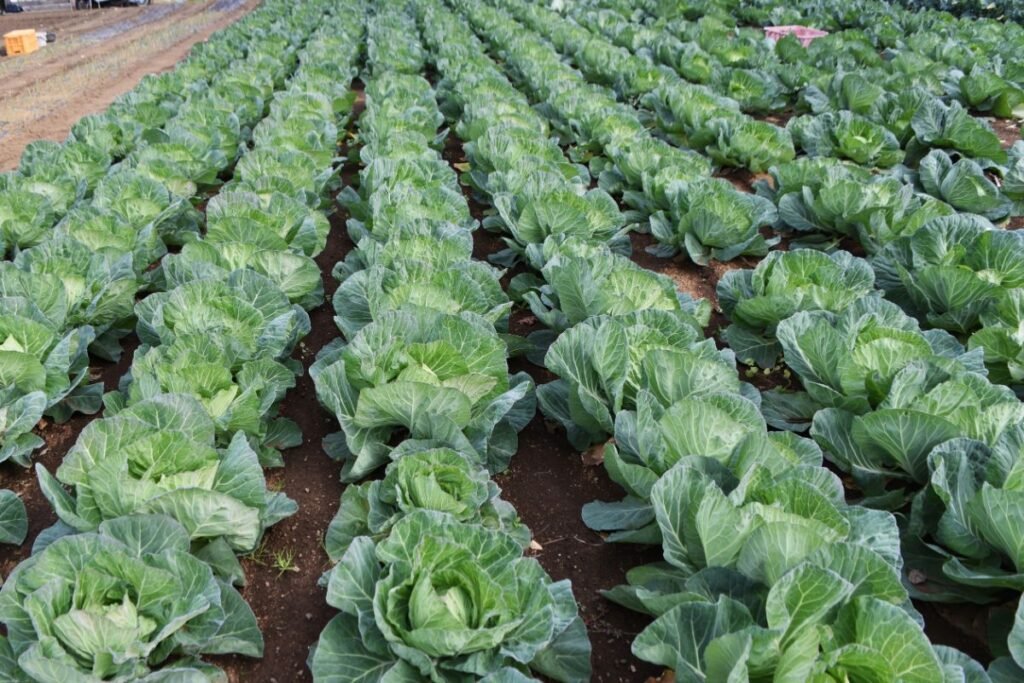 Išmokos už daržoves