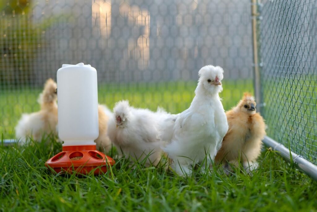 Viščiukų lesinimas