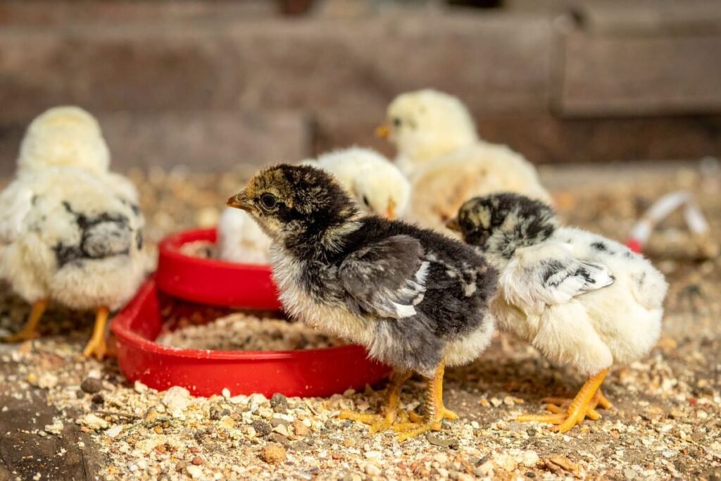 Viščiukų lesinimas