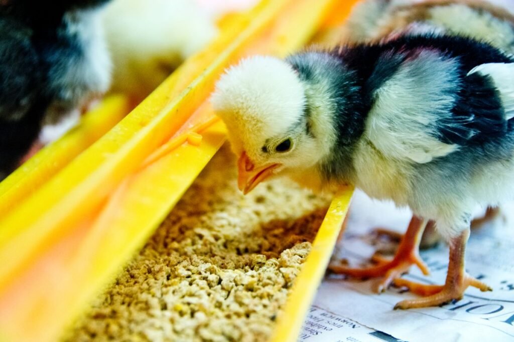 Viščiukų lesinimas