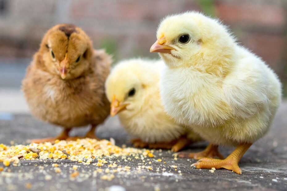 Viščiukų lesinimas