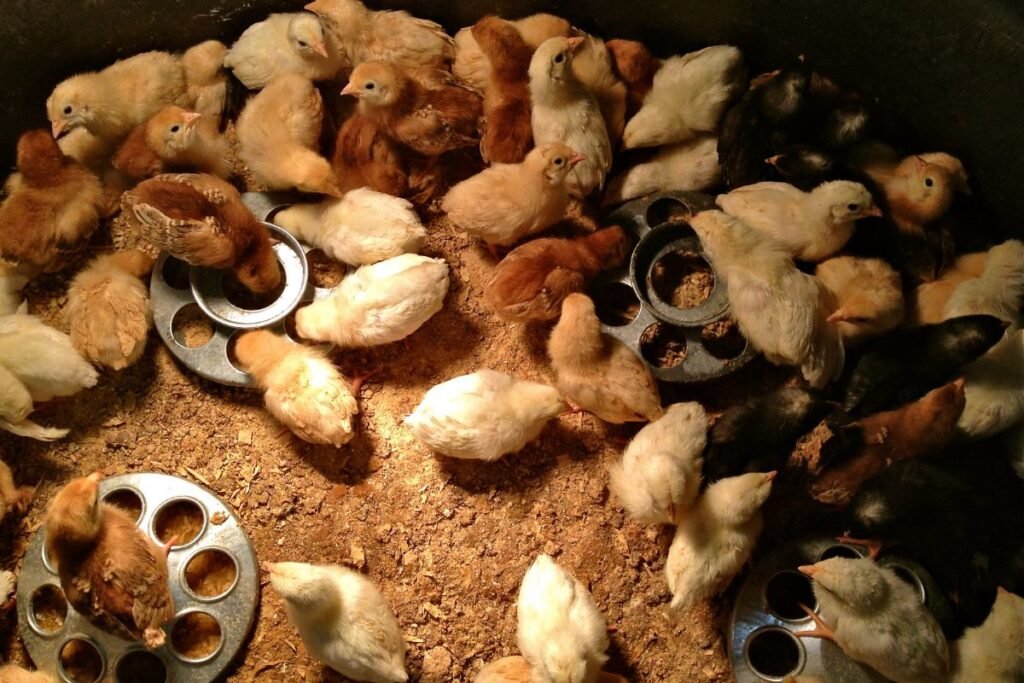 Viščiukų lesinimas