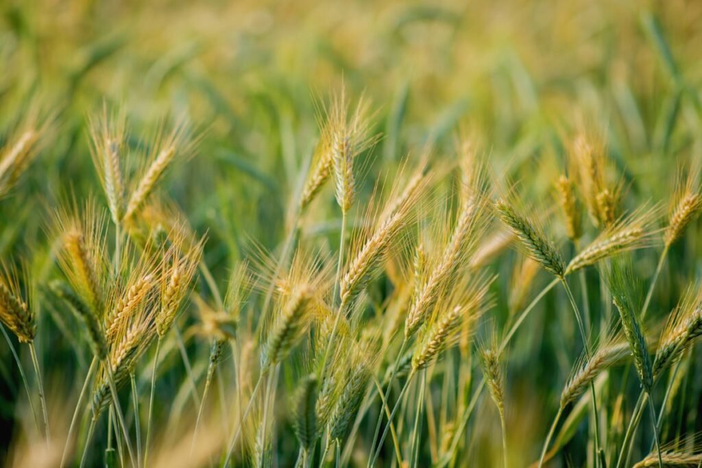 Dirbamos žemės nuomos kaina: nuo ko priklauso konkreti sklypo kaina?